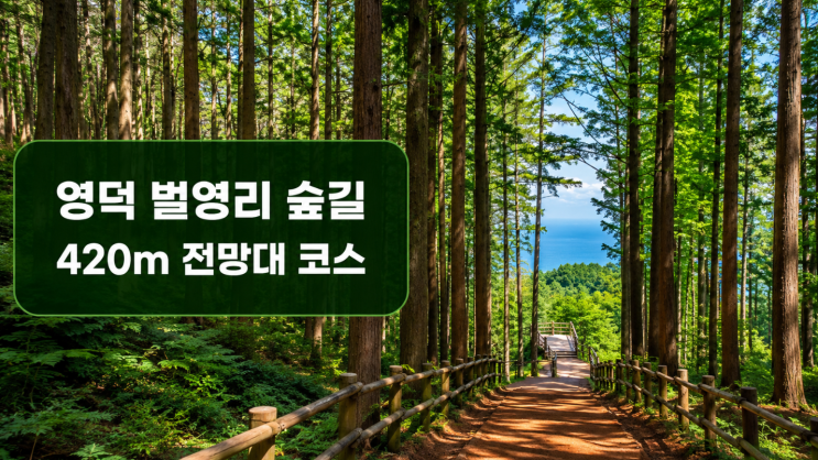  영덕 벌영리 숲길, 420m 메타세콰이어 전망대 코스