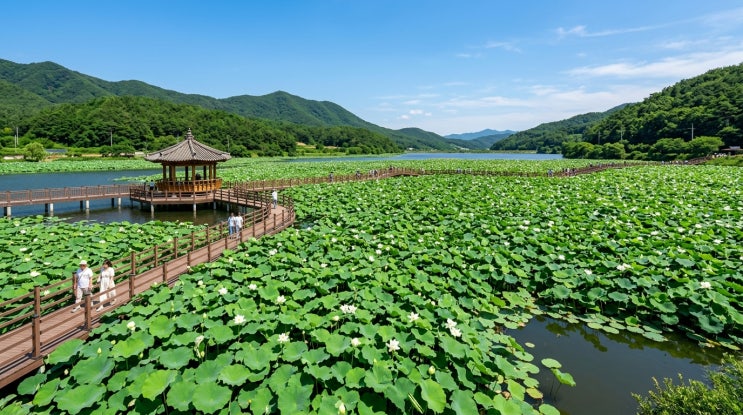  7월은 늦다! 6월에 먼저 만나는 동양 최대 무안 회산백련지 백련 마중 2026년 6월, 인파 없이 즐기는 초여름 전라도 여행의 정석