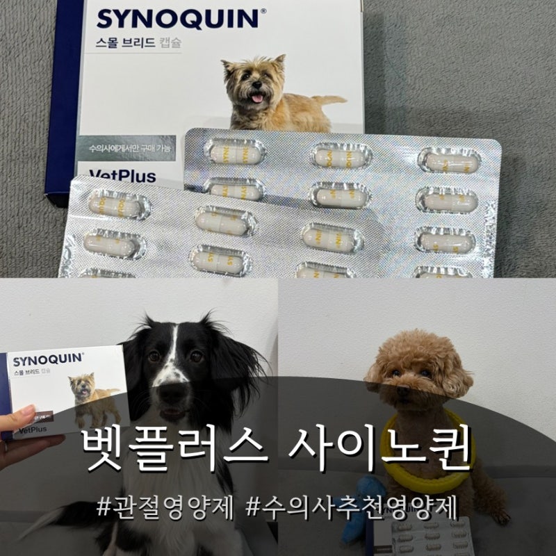 [강아지관절보조제] 30년 세계 1위 벳플러스 사이노퀸 | 슬개골과 관절 건강을 위한 현명한 선....