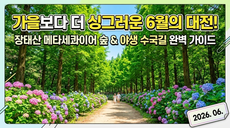  가을보다 싱그러운 6월의 반전 대전 장태산자연휴양림 메타세쿼이아 숲과 야생 산수국길 완벽 가이드 [2026년 6월]