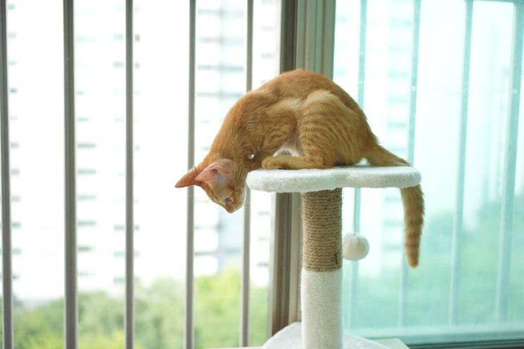  아기 고양이 사춘기 냥춘기 증상 변화는?