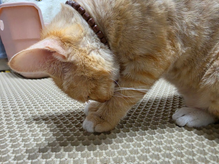  고양이 진정제 용량을 다시 늘리게 된 모카