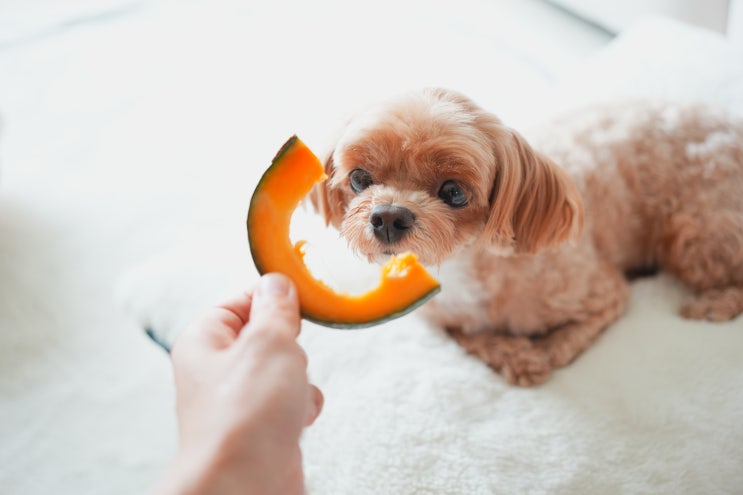  강아지 단호박 관절에 좋은 음식, 이렇게 주세요!