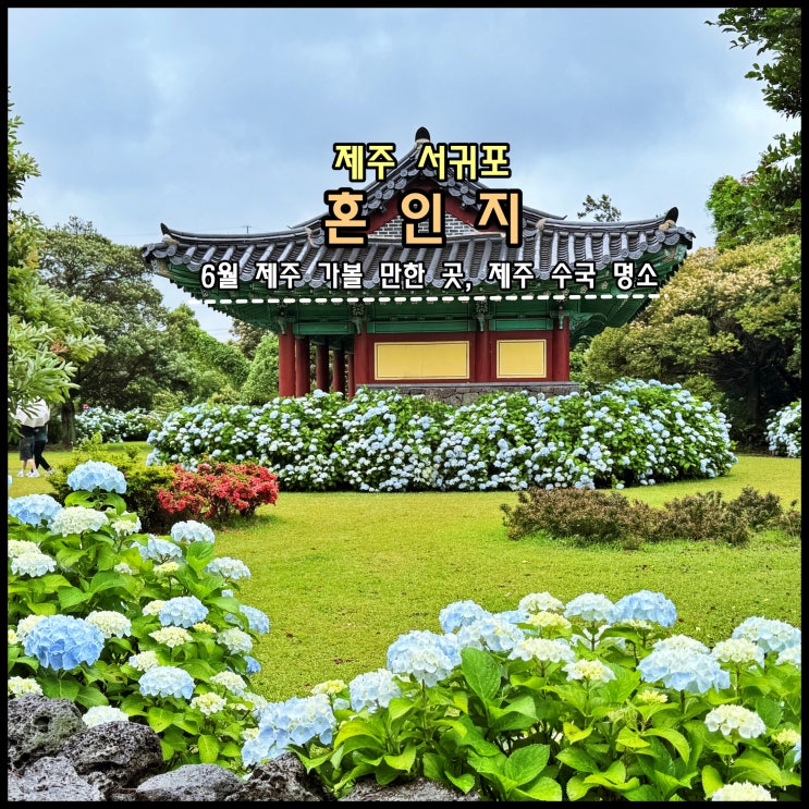  [제주] ️ 6월 제주 가볼 만한 곳, 제주 수국 명소 '혼인지' (26.06.04, 80%만개)