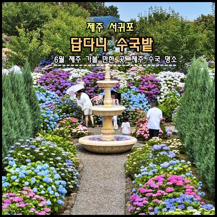  [제주] ️ 6월 제주 가볼 만한 곳, 제주 수국 명소 '답다니수국밭' (26.06.04,만개상태)