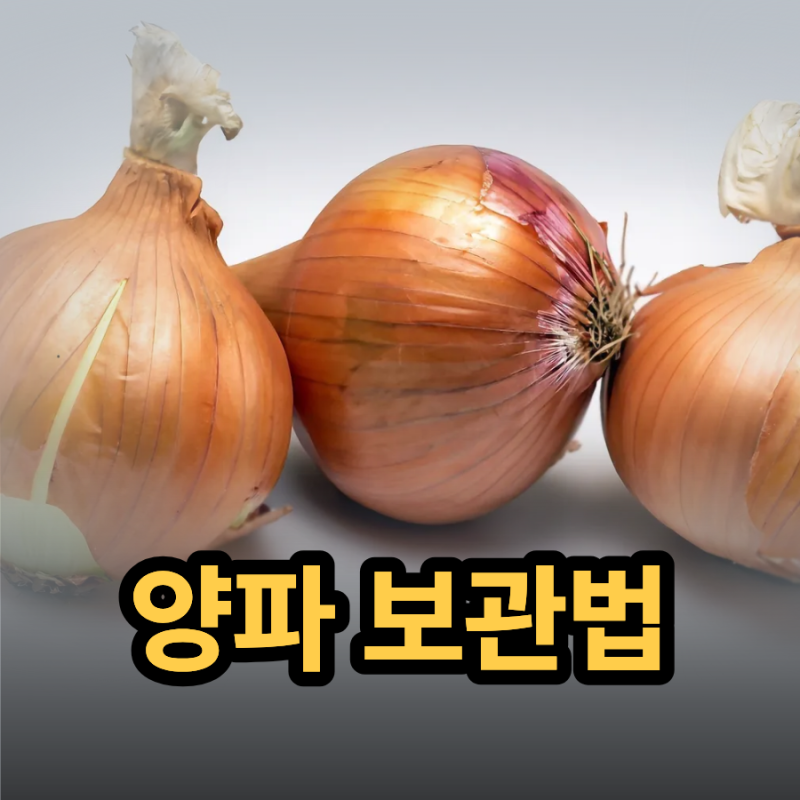 양파 보관방법 총정리 실온·냉장·냉동 맞춤 보관하기