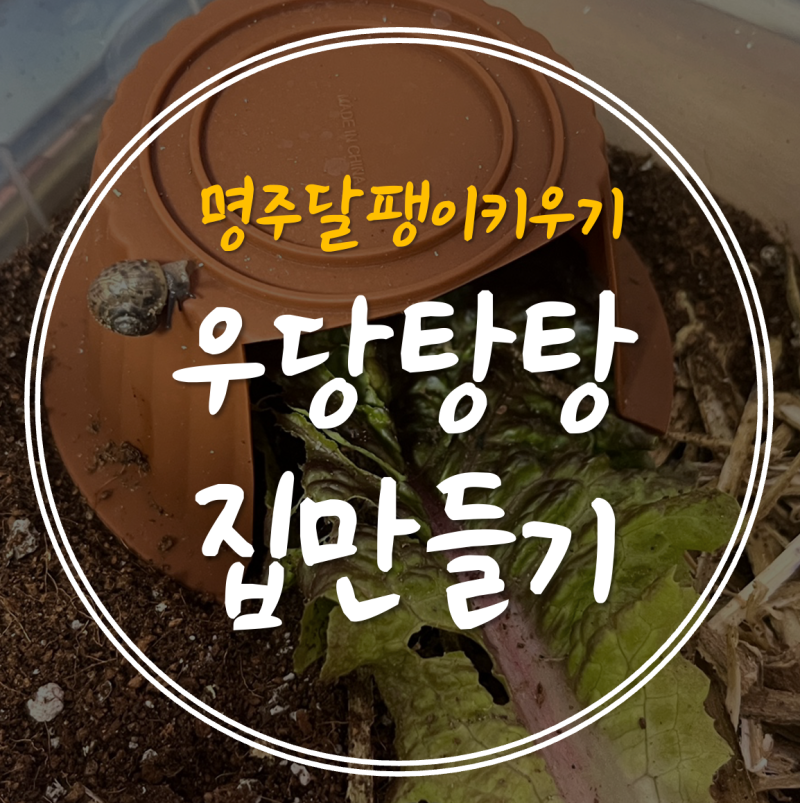 달팽이 집 만들기부터 먹이까지! 삼남매와 우당탕 키우는 중
