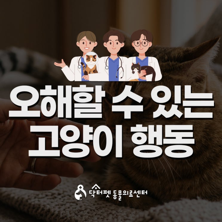  고양이가 도대체 왜 이러는 걸까요?오해할 수 있는 행동 6가지