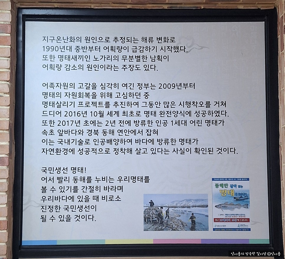 명태덕장 사진 4