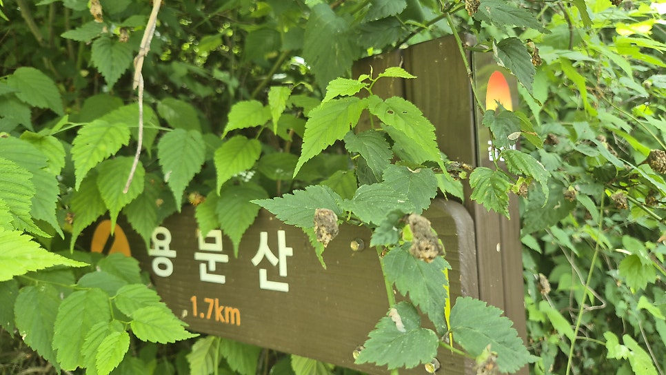 용문산 사진 4