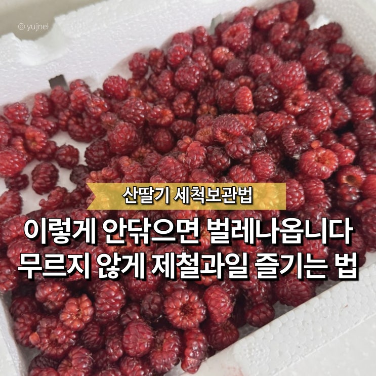  "산딸기 세척 제대로 안 하면 벌레 남을 수 있습니다" 이렇게 씻어야 안전합니다