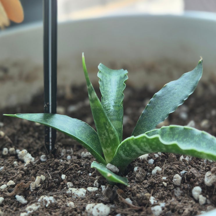  산세베리아 번식, 새끼처럼 쑥 올라온다고?
