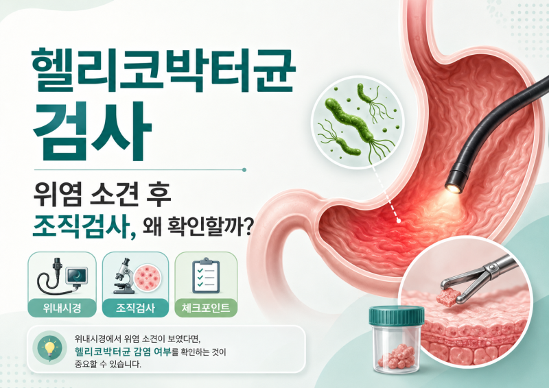위내시경 조직검사 후 헬리코박터균 검사｜결과 확인·치료·추적관리 기준