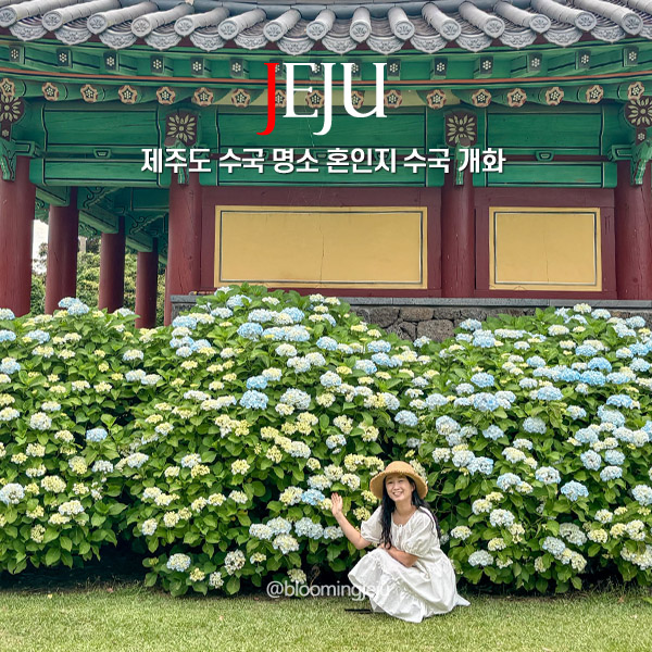  제주도 수국 명소 제주 혼인지 수국
