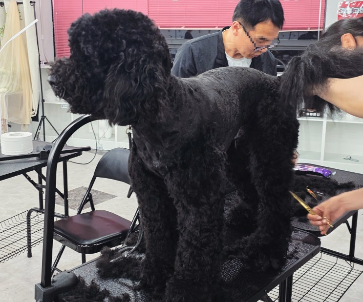  안산애견미용학원 실견실습 환경이 중요한 이유