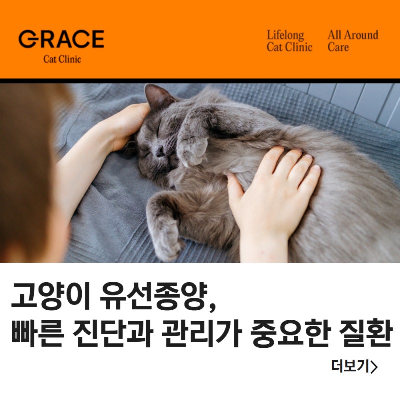 고양이 유선종양, 빠른 진단과 관리가 중요한 질환