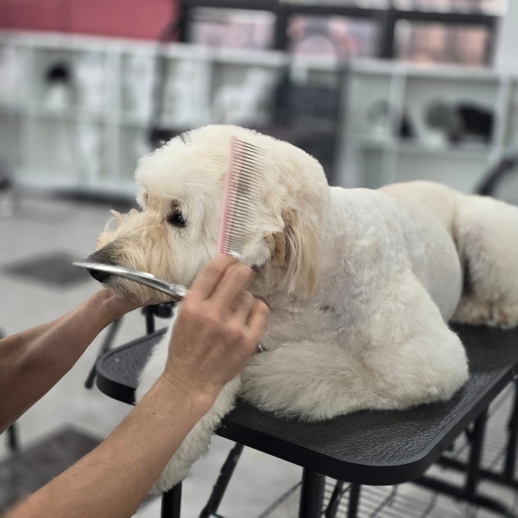  강북구애견미용학원 실무 중심 교육이 현장 적응에 좋은 이유
