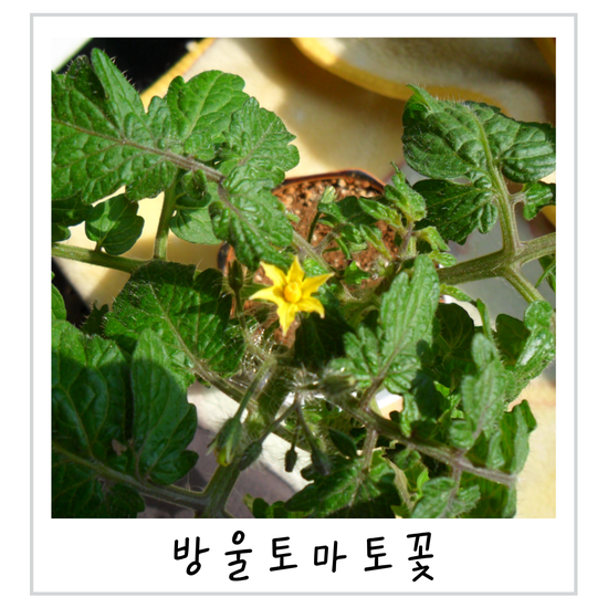 방울토마토 키우기 물 주기 곁순 제거 첫 꽃 관리법