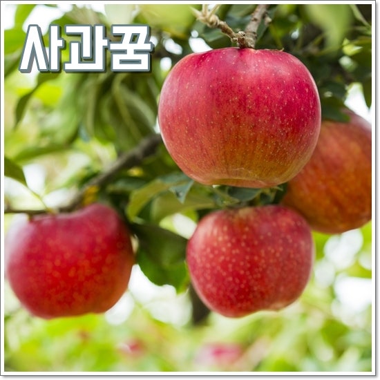 사과꿈 해몽 사과따는꿈 특이한 상황별 풀이 7가지
