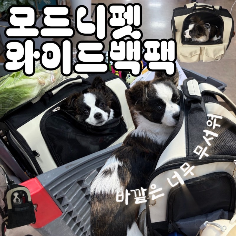 모드니펫 와이드 백팩 강아지 이동가방 사용 후기
