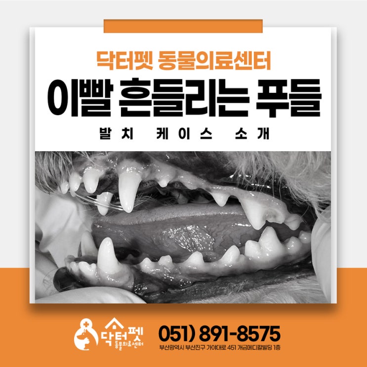  강아지 이빨이 흔들려요 5살 푸들 부러짐 발치 부산 치과 동물병원