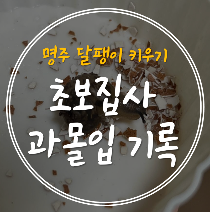 아기 달팽이 키우기 일주일 후기! 응가색 하나에도 놀라는 중