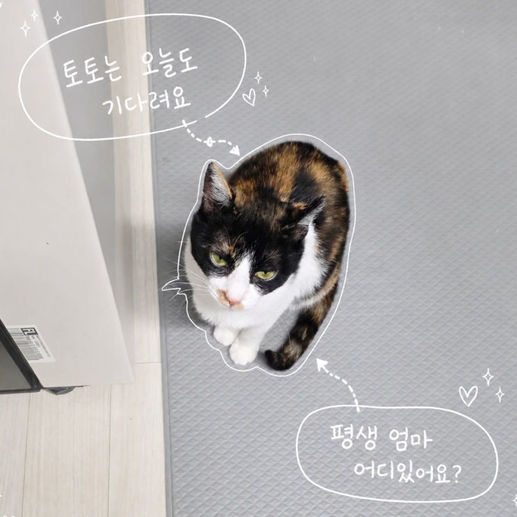  토토의 하루는 기다림: 임시보호 삼색 고양이 입양 홍보