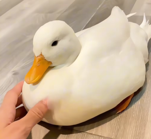 콜덕 오리 키우기 절대 만만하지 않을 걸요?