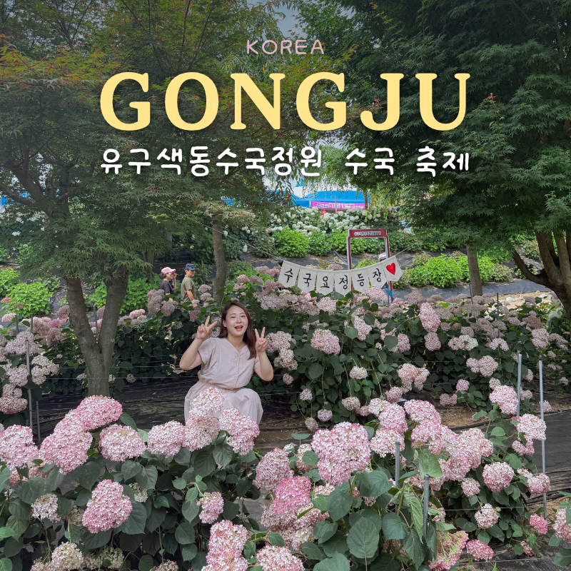 6월 공주 유구 수국축제 색동수국정원 기간 주차장 볼거리