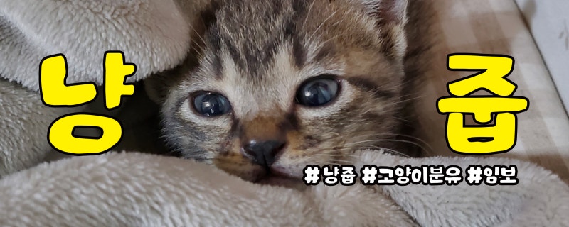아기고양이 냥줍 후 해야 할 일 총정리+한달동안 쓴 돈｜생후 2주 새끼고양이를 키운 실제 경....