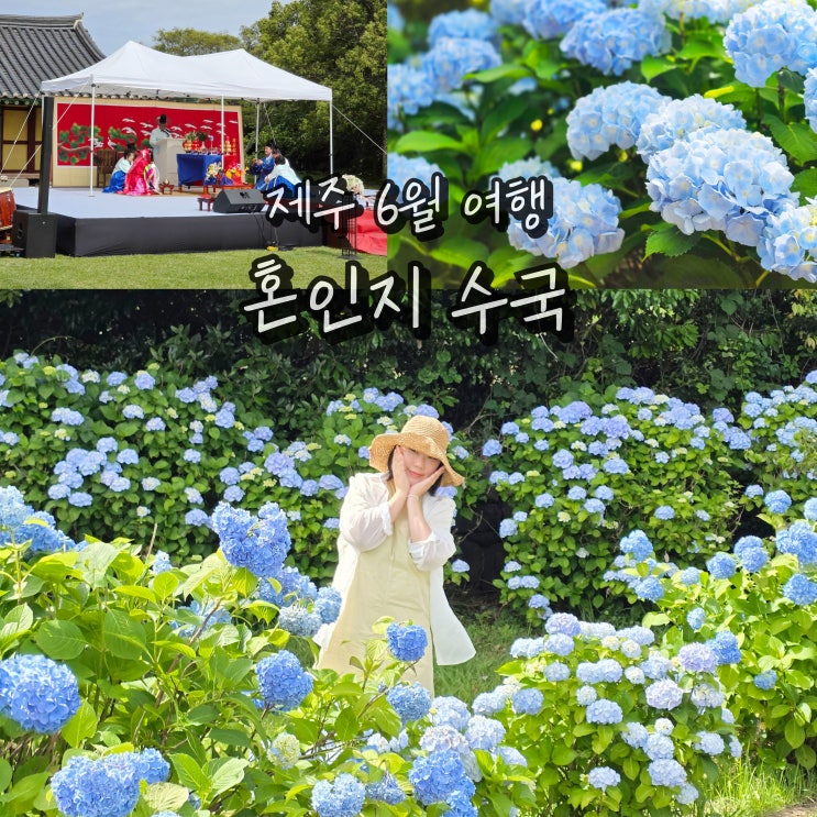 제주 혼인지 마을 제주도 수국 명소 6월 꽃구경 가볼만한곳