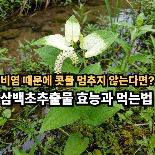 비염 때문에 콧물 멈추지 않는다면? 삼백초추출물 효능과 먹는법 총정리