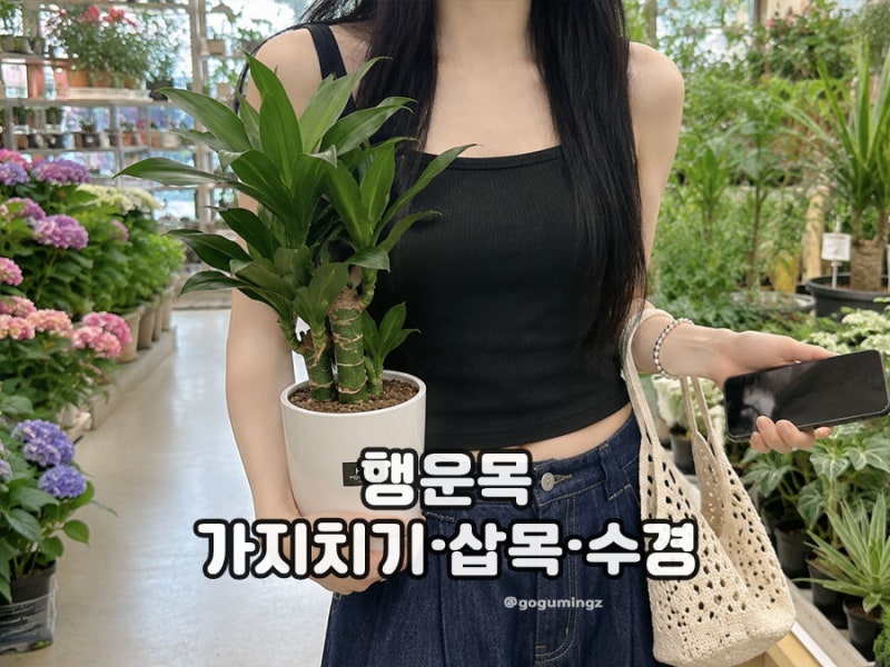 행운목 가지치기와 분갈이, 수경재배 방법은?