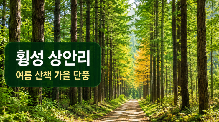  횡성 상안리 낙엽송숲 여름 산책과 가을 단풍 포인트
