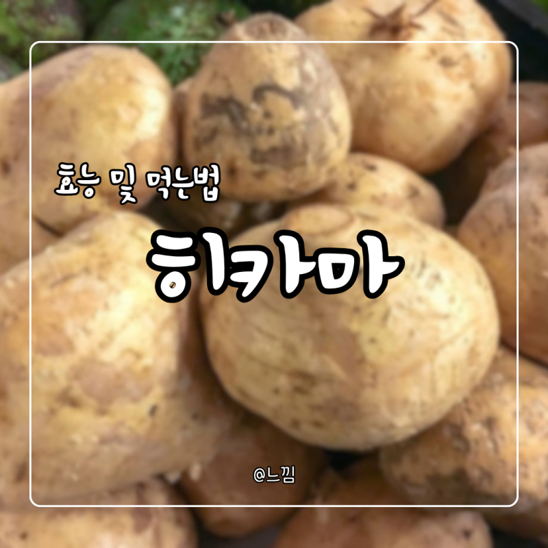 히카마 효능 부작용 칼로리 먹는법까지 정리