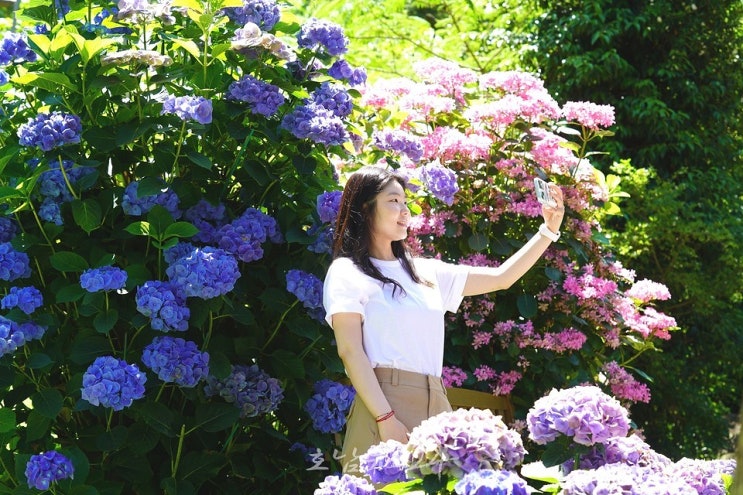  숲길 따라 ‘수국수국’ 국내 최대 규모 수국정원 본격 개화..해남의 여름으로 초대합니다