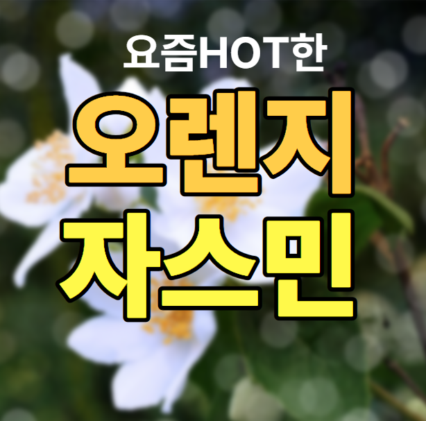 오렌지자스민 키우기 완벽 가이드! 향기좋은식물로 사랑받는 이유 키우는법부터 꽃·열매·....