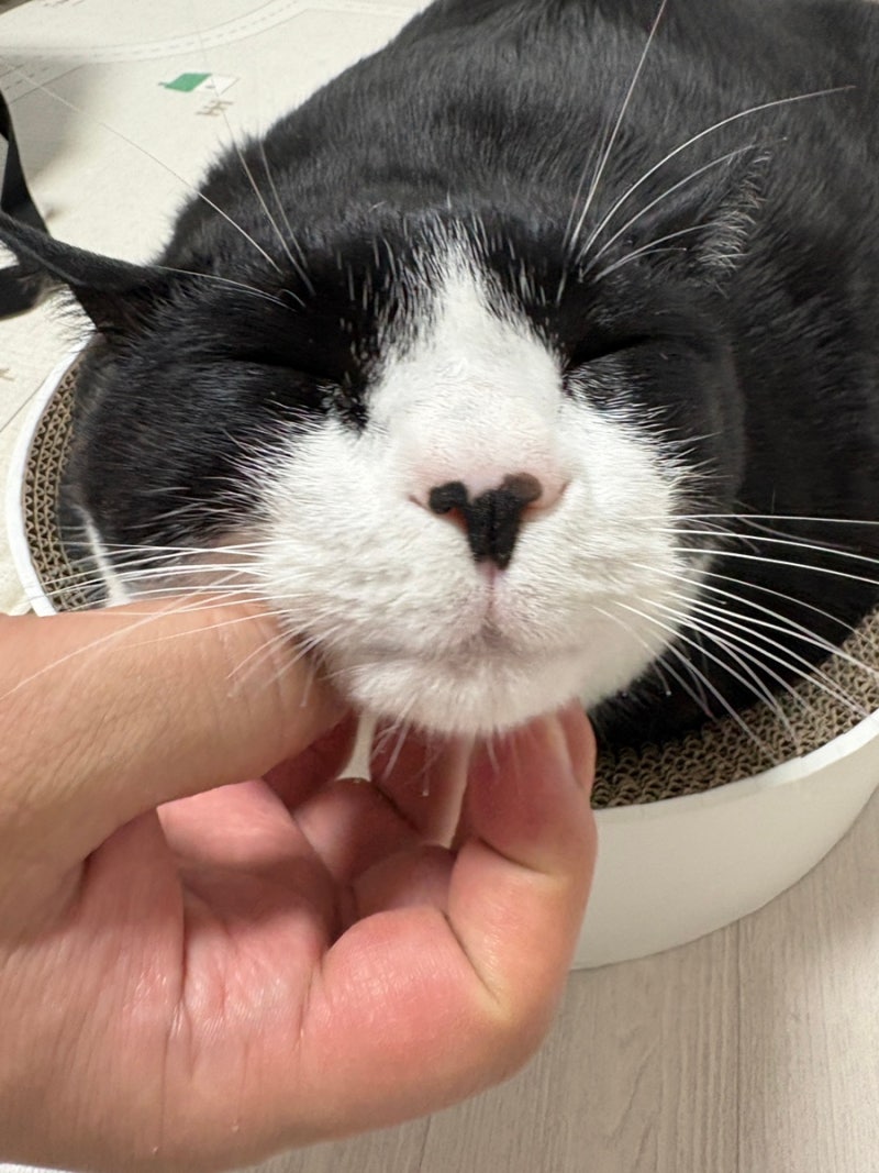 고양이 대형 스크래쳐 추천 | 10kg 뚱냥이도 대만족 고로고로 타원형 솔직 후기