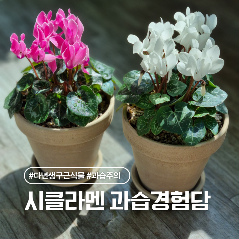 시클라멘 키우기 특징 분갈이 과습 실패 후 축쳐진 꽃 다시키우는법