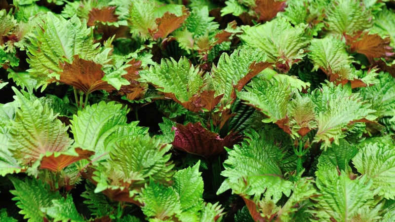 자소(紫蘇)엽, 동양의 허브(Herb)