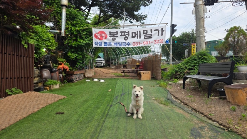 김구영 미래사회연구소방문. 봉평메밀막국수 남양주맛집 촬영하고 유준상 국힘 상임고문 한....