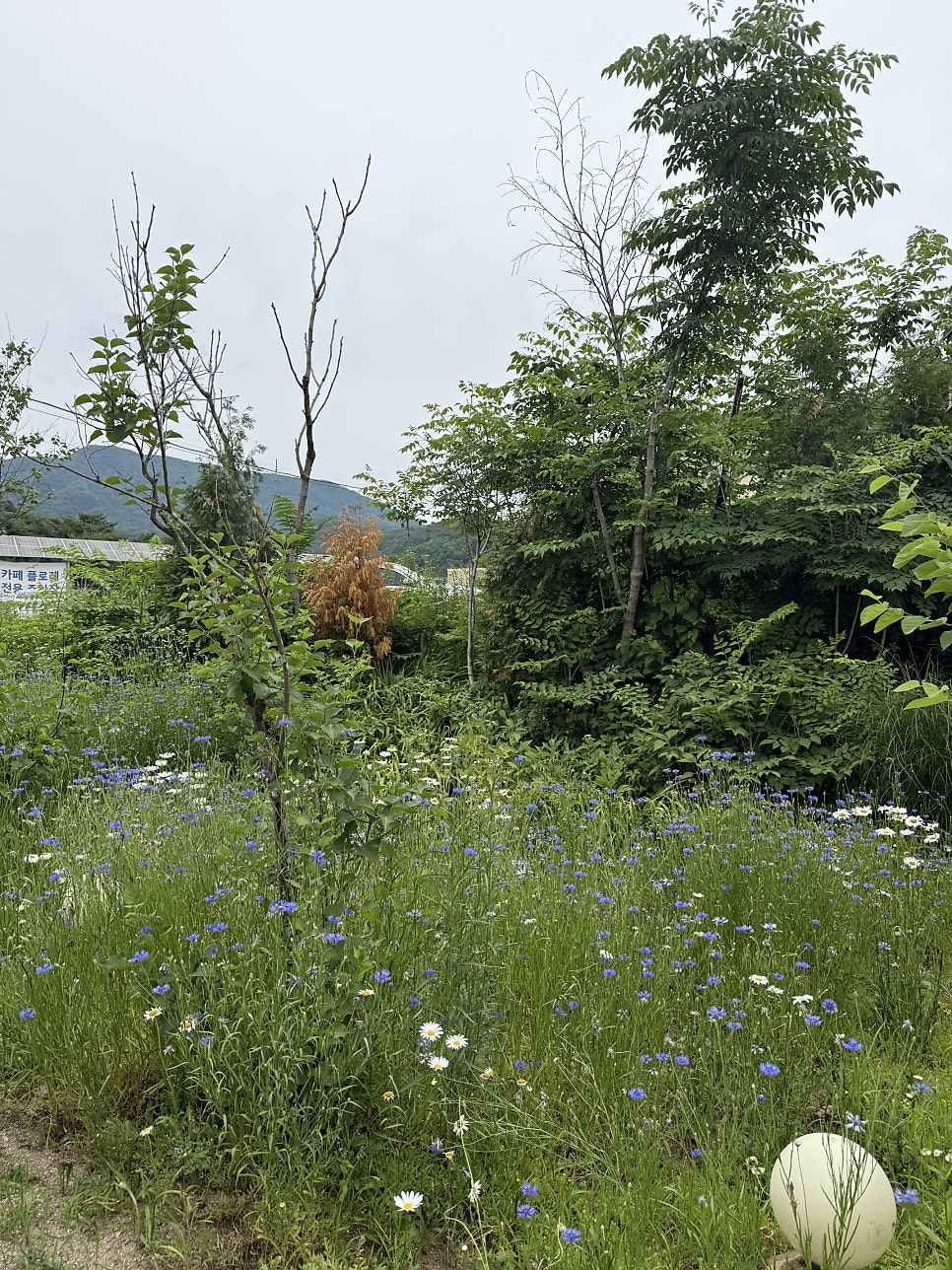 Edengeulraemping photo 5