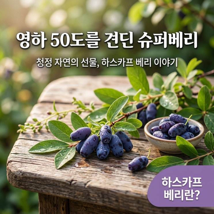  하스카프 베리 효능 왜 전 세계가 주목하는지 핵심만 정리했습니다