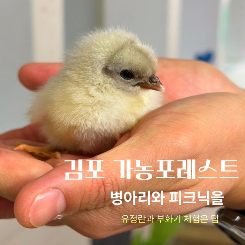 김포농장체험 | 가농포레스트 병아리랑 놀고 유정란과 부화기들고 집으로 | 김포 아이와 가....