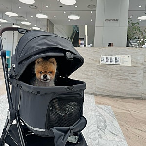 더현대서울 강아지 유모차 대여