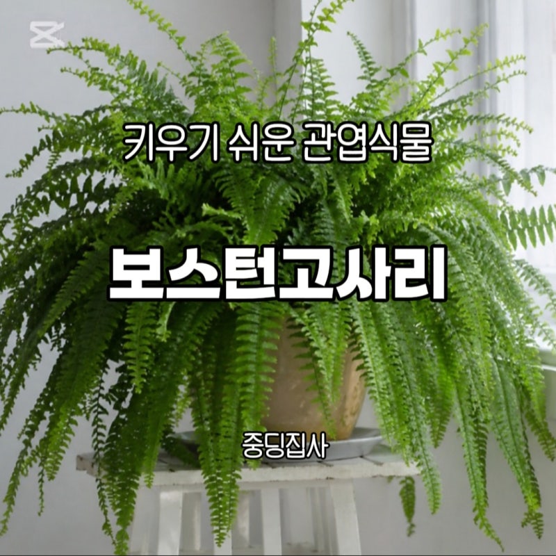 시원하게!! 청량하게!! 보스턴 고사리 키우는 방법!