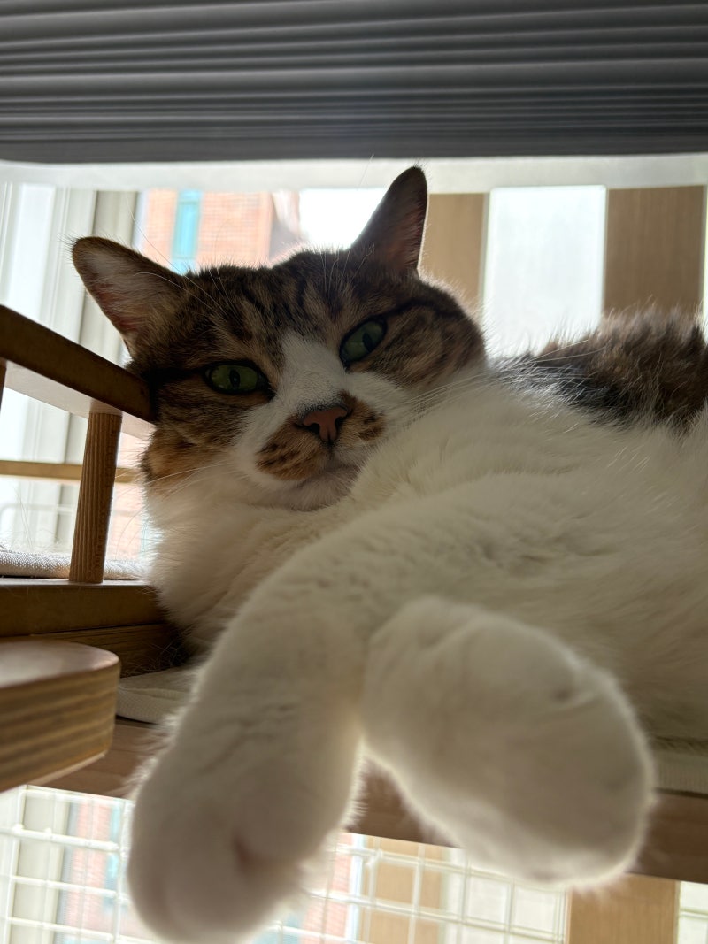 고양이 있는 집 붙이는 블라인드 괜찮을까? 월세집 암막 블라인드 후기