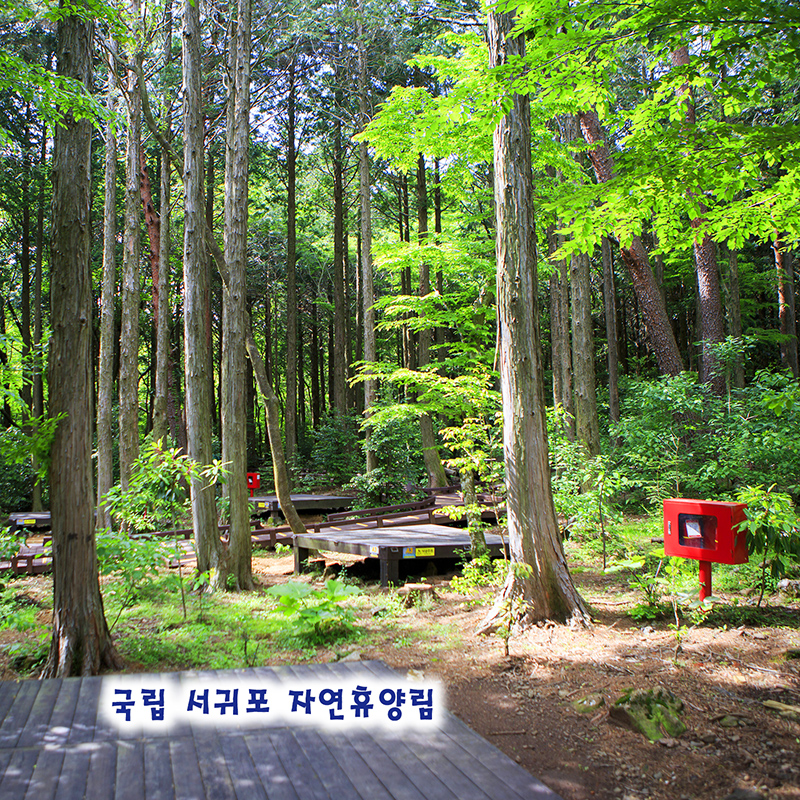 서귀포자연휴양림 야영장