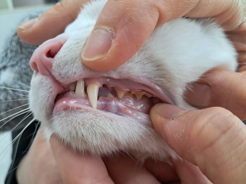 고양이 전발치 이야기 ② 고양이 구내염, 왜 약만으로 잘 낫지 않을까요?
