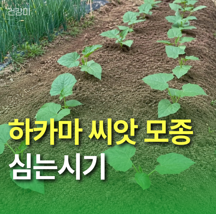 하카마 씨앗 모종 심는시기: 실패 줄이는 파종간격과 재배법 총정리